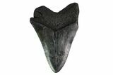 Fossil Megalodon Tooth - Georgia #151556-2